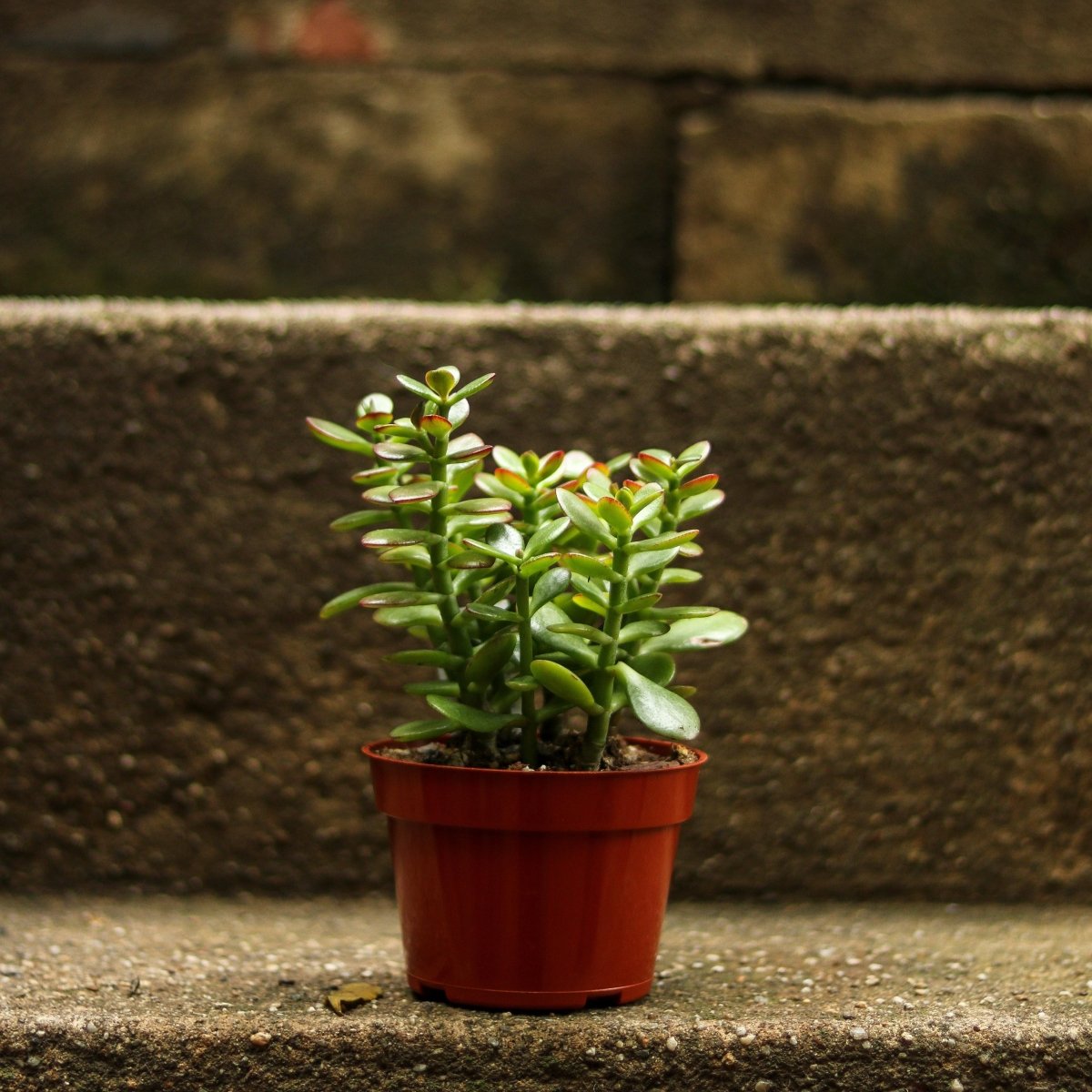 succulent that looks like a jade plant 4” Nursery Pot