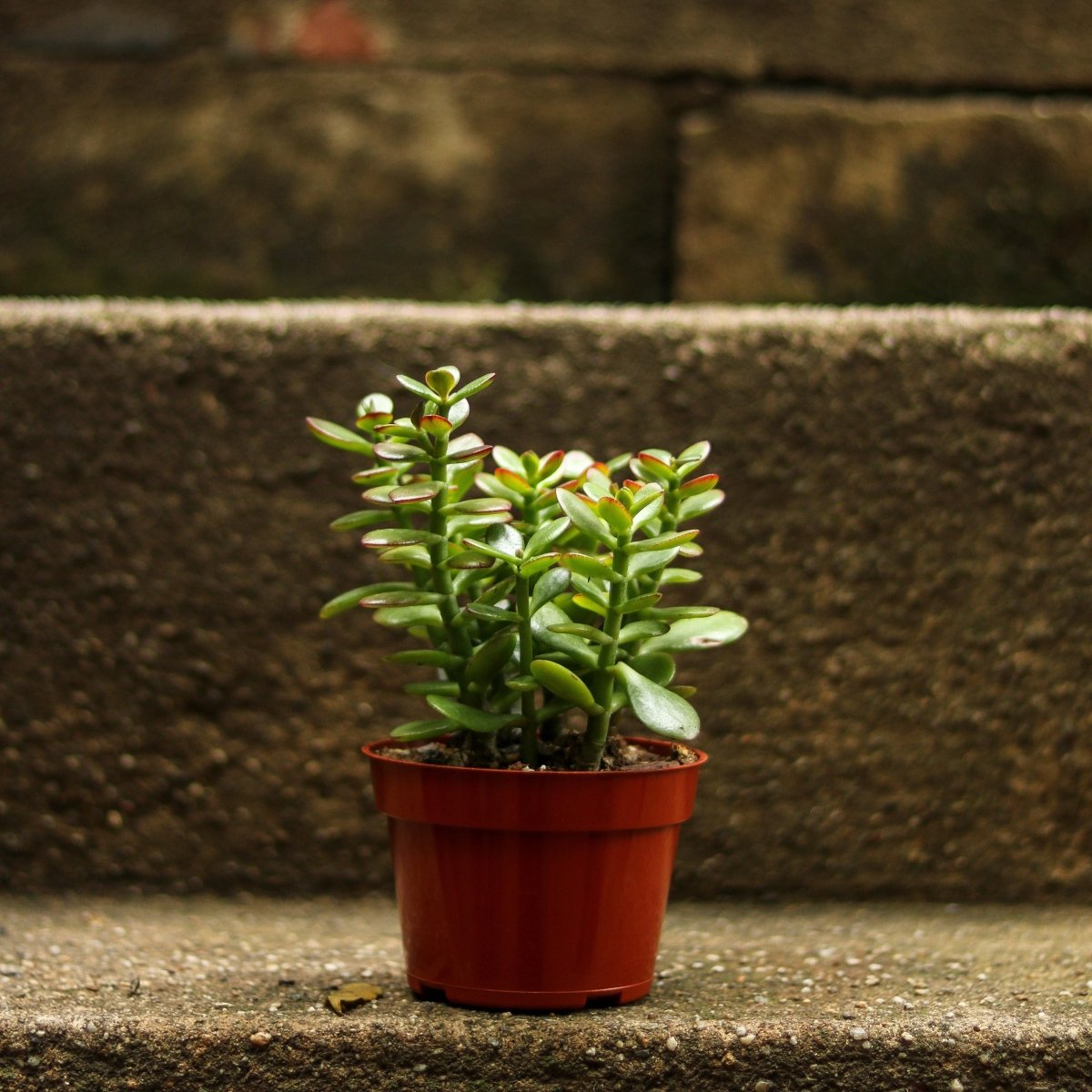 Crassula Ovata Obliqua 'California Red Tip' Jade Plant - 4 Inch - Ed's Plant Shop