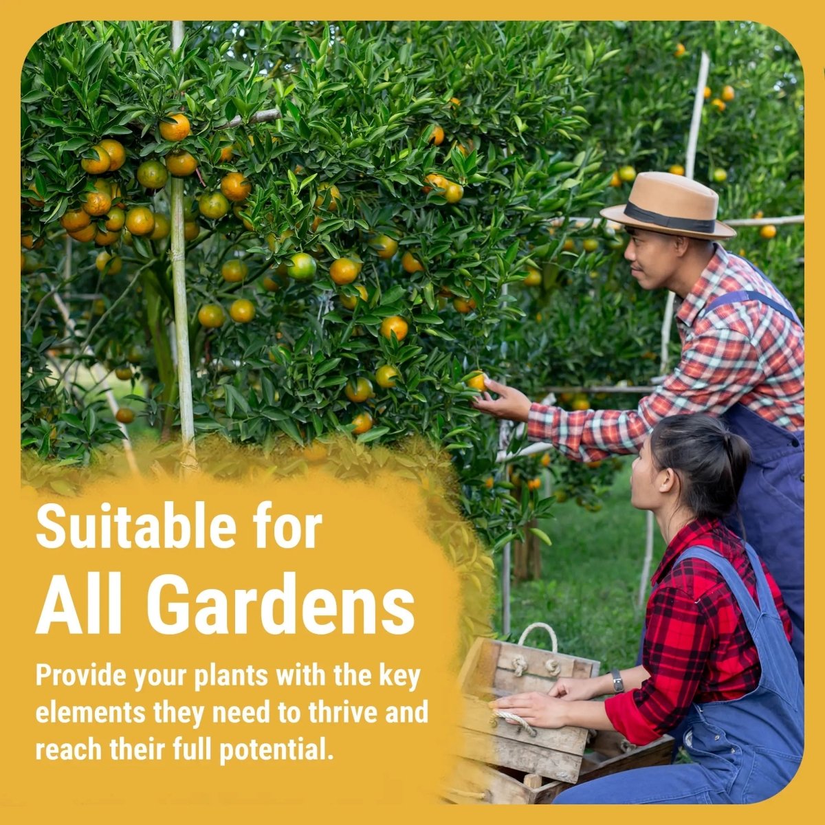 Cronk Nutrients CalMag 2 - 0 - 0 | Calcium, Magnesium & Iron Plant Supplement - Ed's Plant Shop