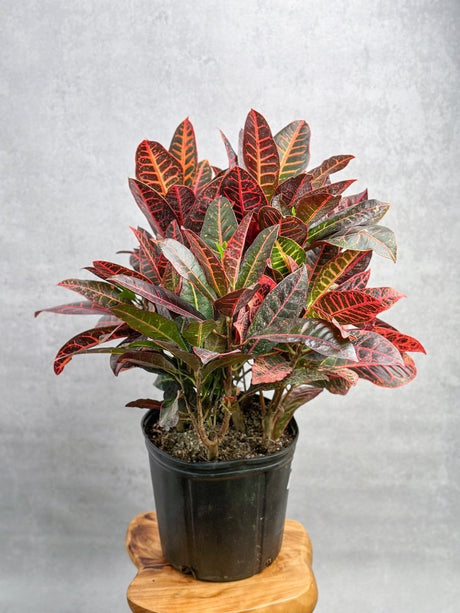 Croton 'Petra' Plant - Ed's Plant Shop