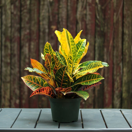 Croton 'Petra' Plant - Ed's Plant Shop