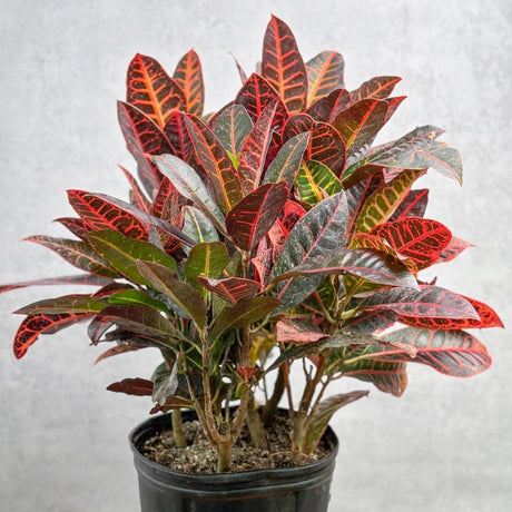 Croton 'Petra' Plant - Ed's Plant Shop