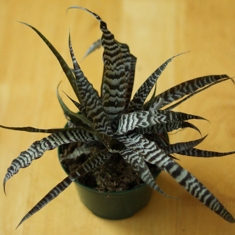 Cryptanthus Bivittatus 'Absolute Zero' - Ed's Plant Shop