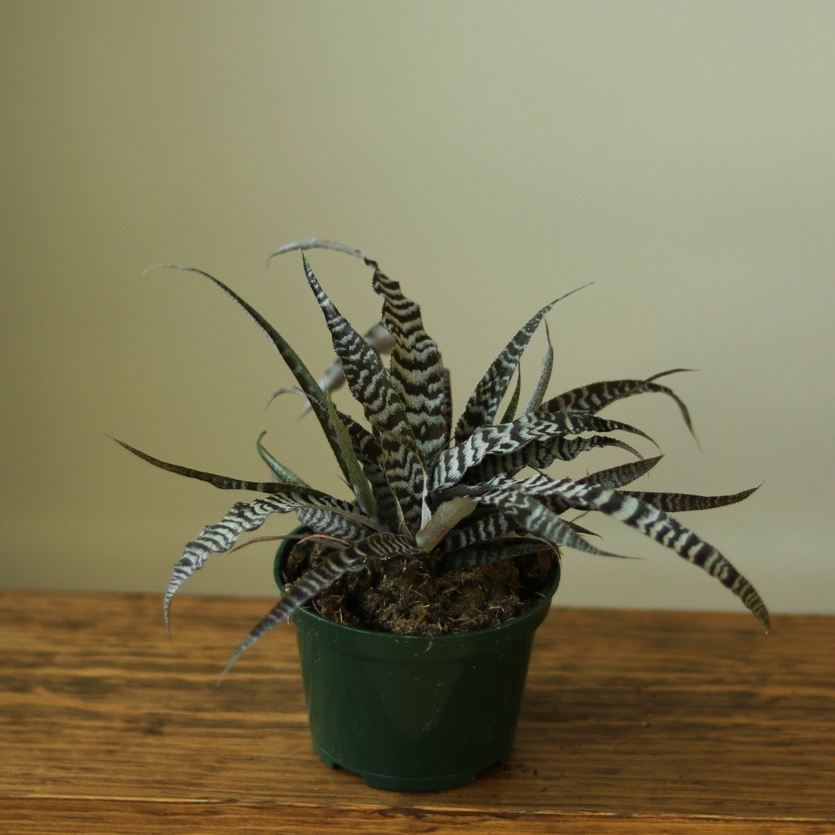 Cryptanthus Bivittatus 'Absolute Zero' - Ed's Plant Shop