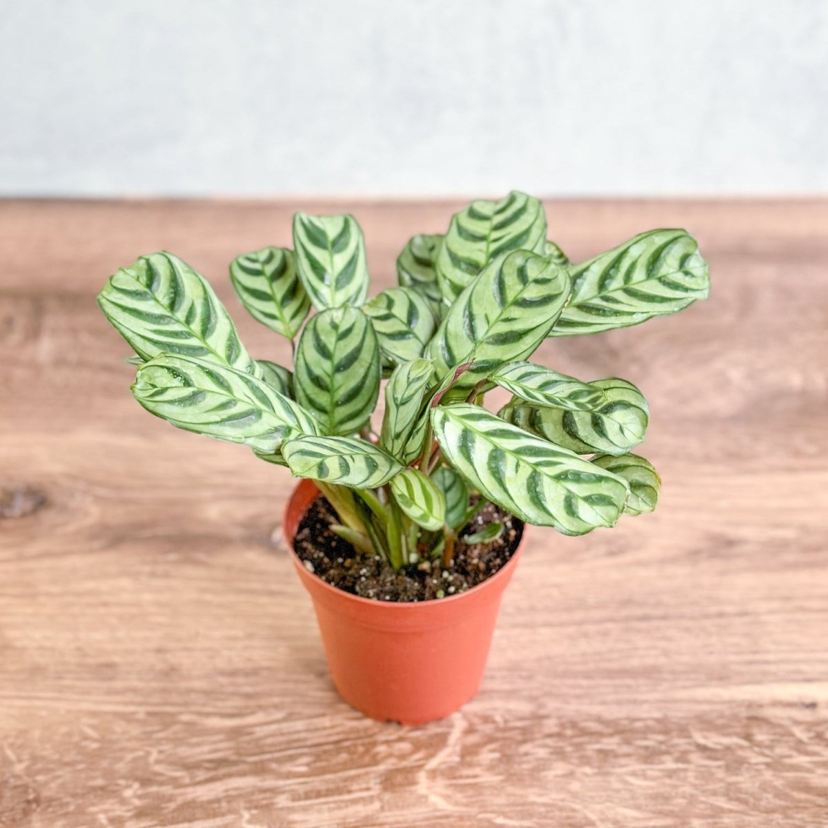 Ctenanthe Burle-Marxii 'Fishbone Prayer Plant' – Ed's Plant Shop