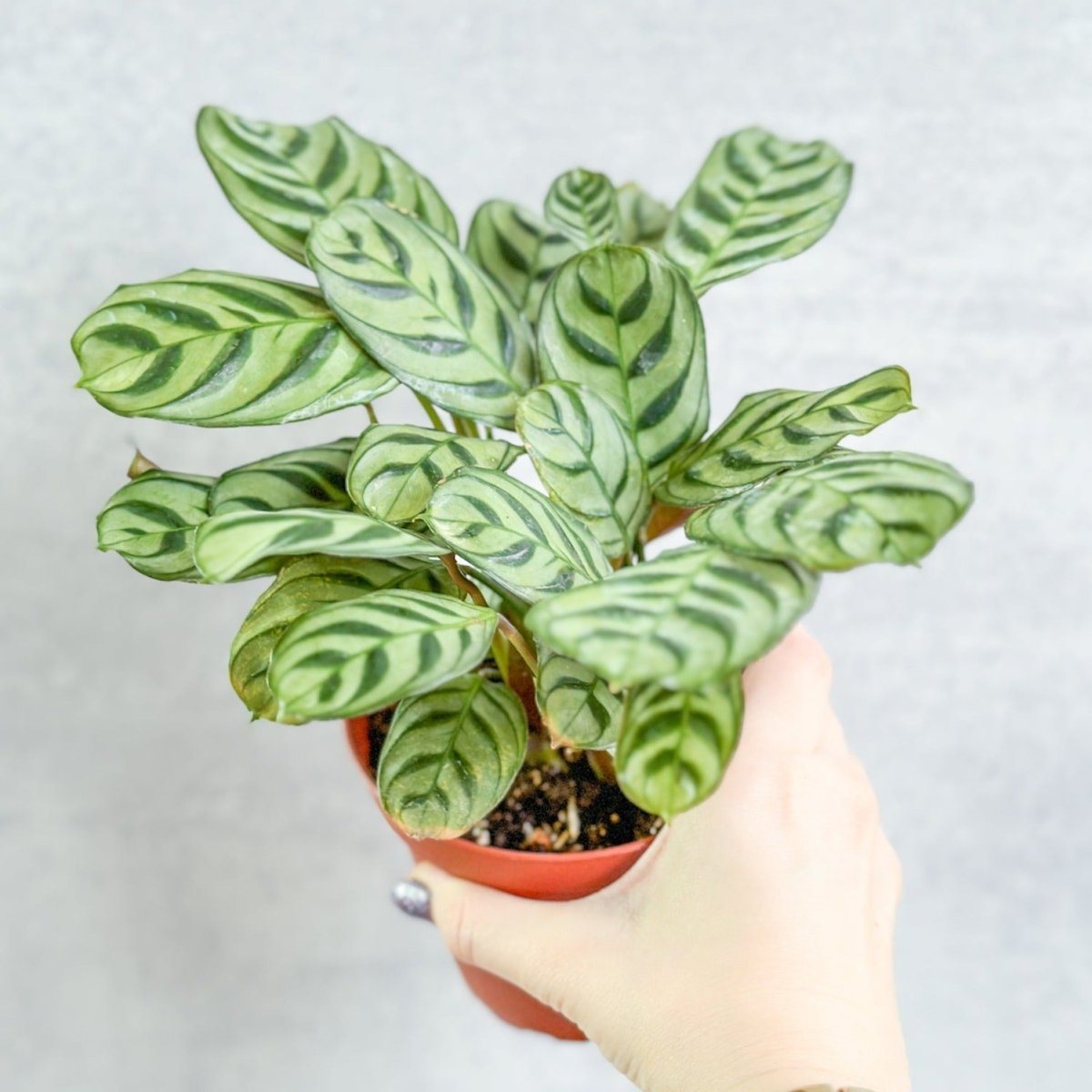 Ctenanthe Burle - Marxii ‘Fishbone Prayer Plant’ - Ed's Plant Shop