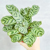 prayer plant fishbone Ctenanthe Burle-Marxii 'Fishbone Prayer Plant' – Ed's Plant Shop