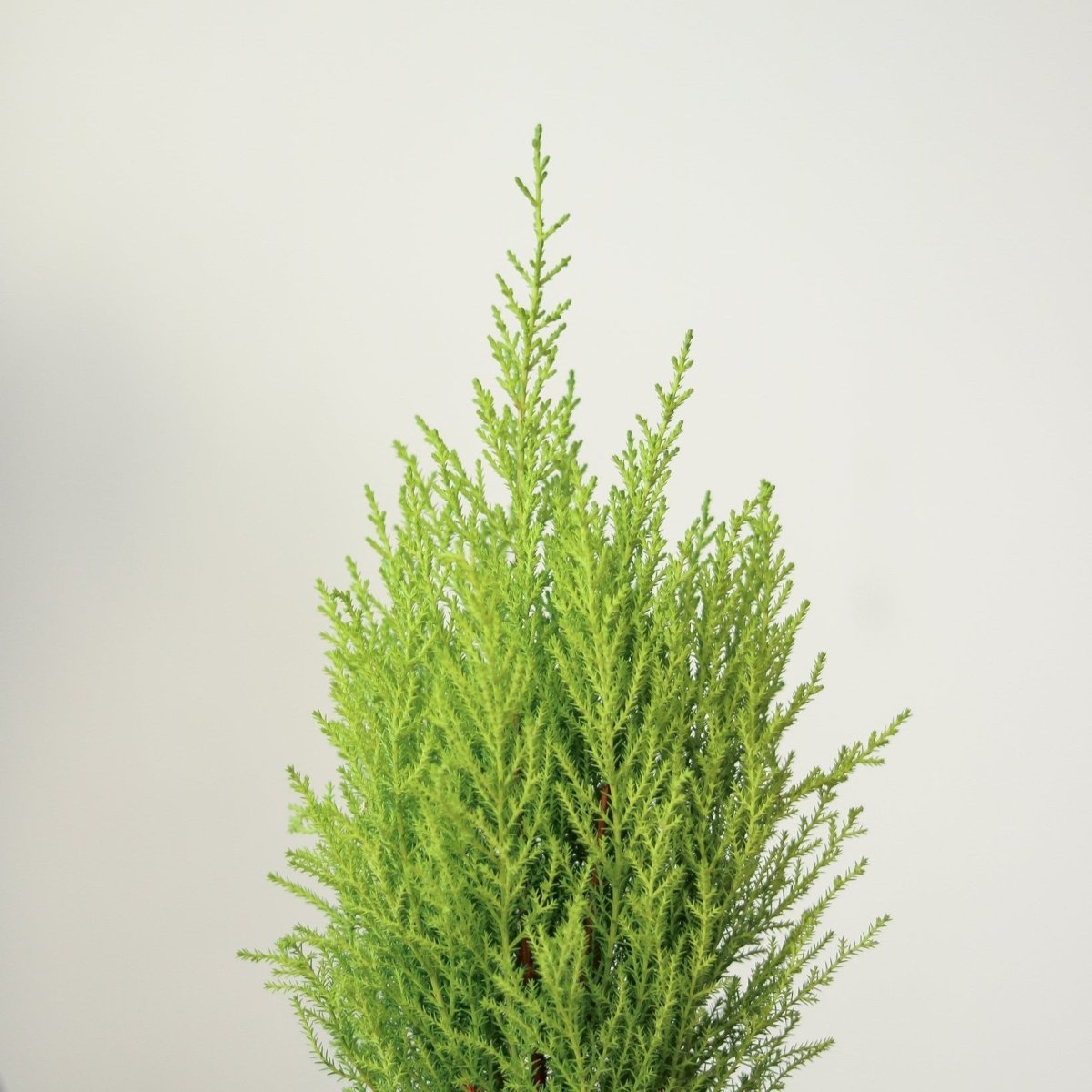 lemon cypress indoor plant care Dwarf Lemon Cypress