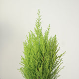 Cupressus Macrocarpa 'Dwarf Lemon Cypress' - Various Sizes - Ed's Plant Shop