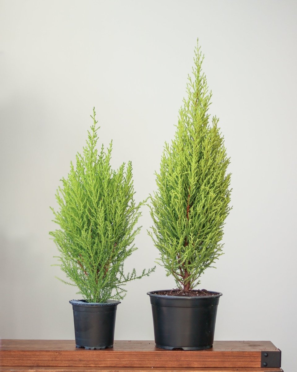 Cupressus Macrocarpa 'Dwarf Lemon Cypress' - Various Sizes - Ed's Plant Shop