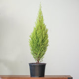 Cupressus Macrocarpa 'Dwarf Lemon Cypress' - Various Sizes - Ed's Plant Shop