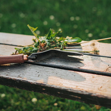 Dandelion Weeding Fork - Ed's Plant Shop