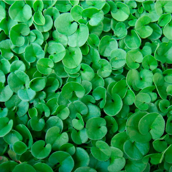 emerald falls plant indoor Dichondra repens 'Emerald Falls'