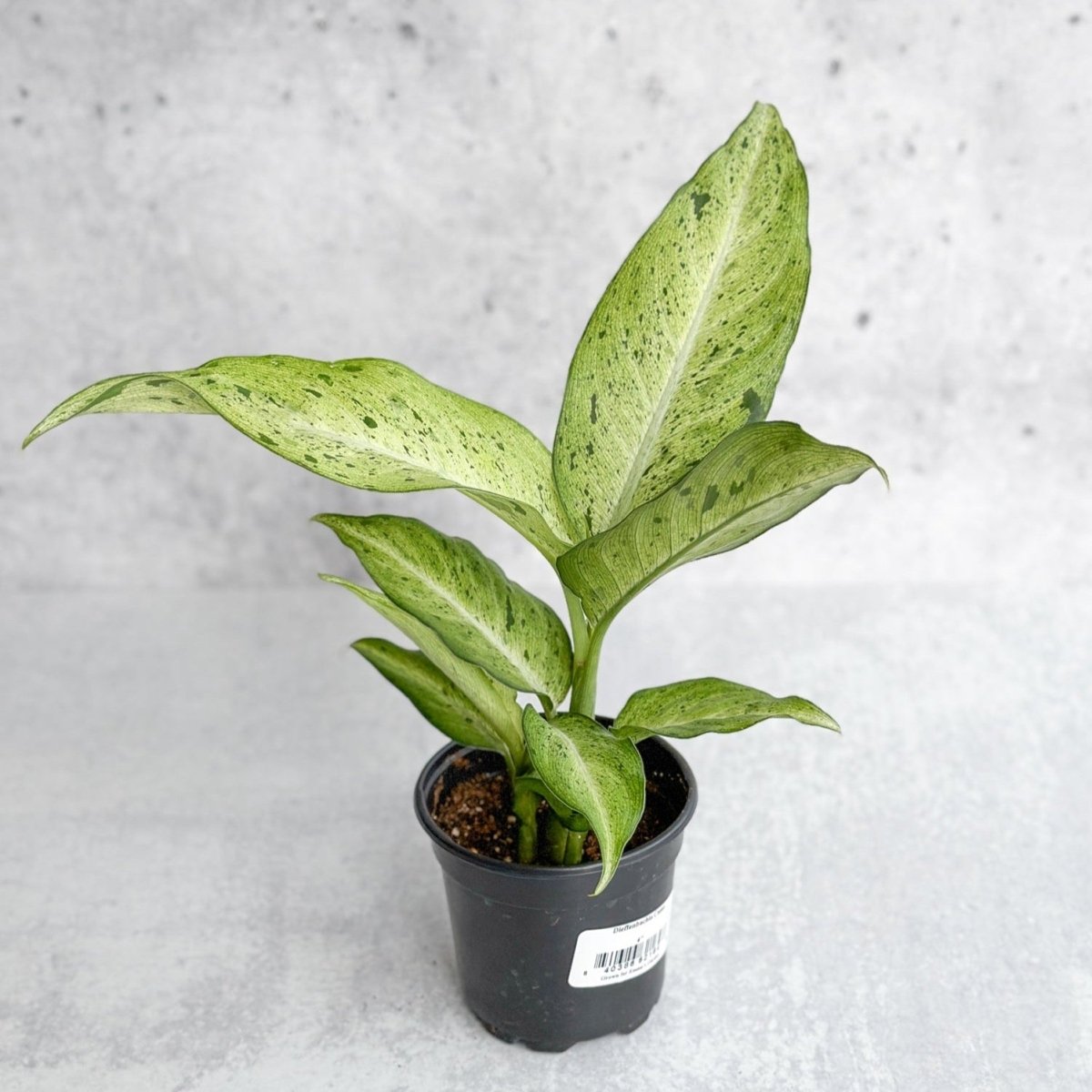 Dieffenbachia 'Camouflage' - Ed's Plant Shop