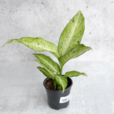 Dieffenbachia 'Camouflage' - Ed's Plant Shop