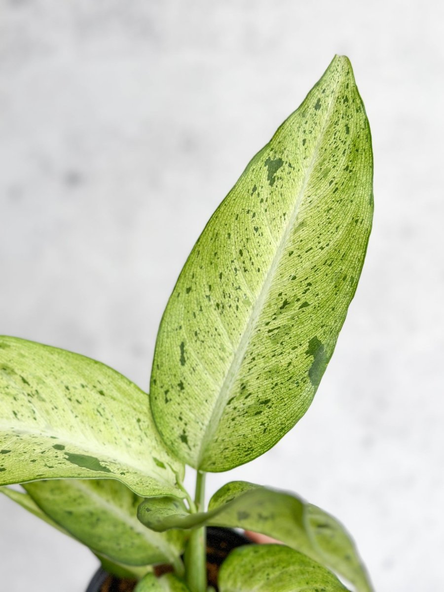 Dieffenbachia 'Camouflage' - Ed's Plant Shop