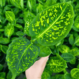 Dieffenbachia ‘Reflector’ – Reflector Dumb Cane - Ed's Plant Shop