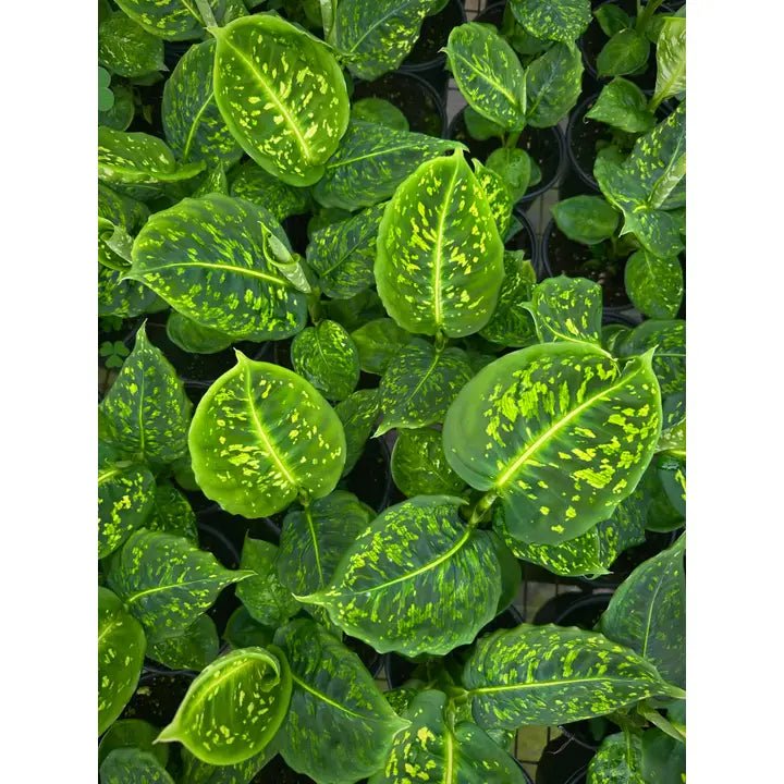 Close-up of a dieffenbachia reflector leafy plant with yellow spots