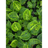 Close-up of a dieffenbachia reflector leafy plant with yellow spots