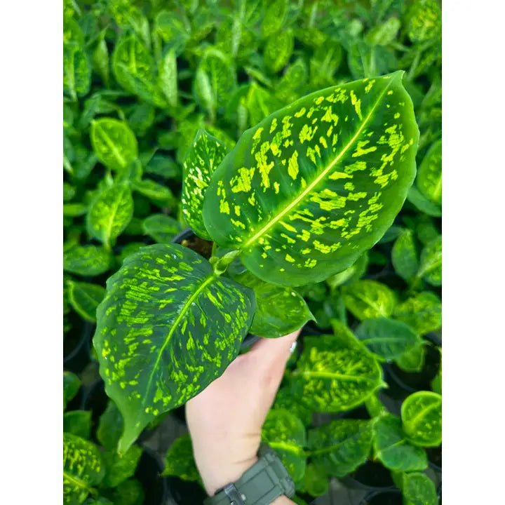 Hand holding a potted dieffenbachia plant with yellow spots against a background of similar leaves