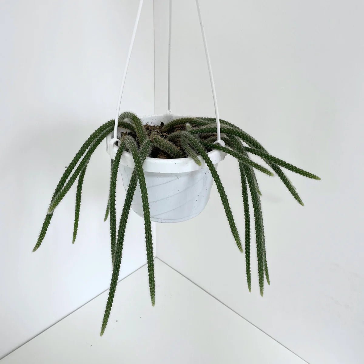 hanging cactus plant Disocactus flagelliformis – Rattail Cactus Hanging Basket – Ed's Plant Shop