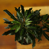 Dizygotheca Elegantissima 'False Aralia' - Ed's Plant Shop