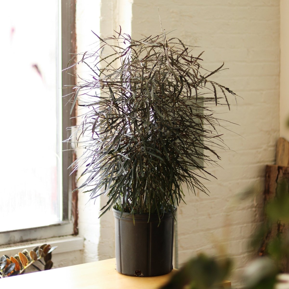 false knees house plants Dizygotheca Elegantissima Floor Plant – Ed's Plant Shop