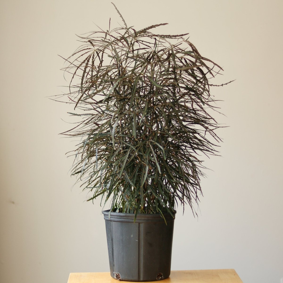 false knees house plants Dizygotheca Elegantissima 'False Aralia'