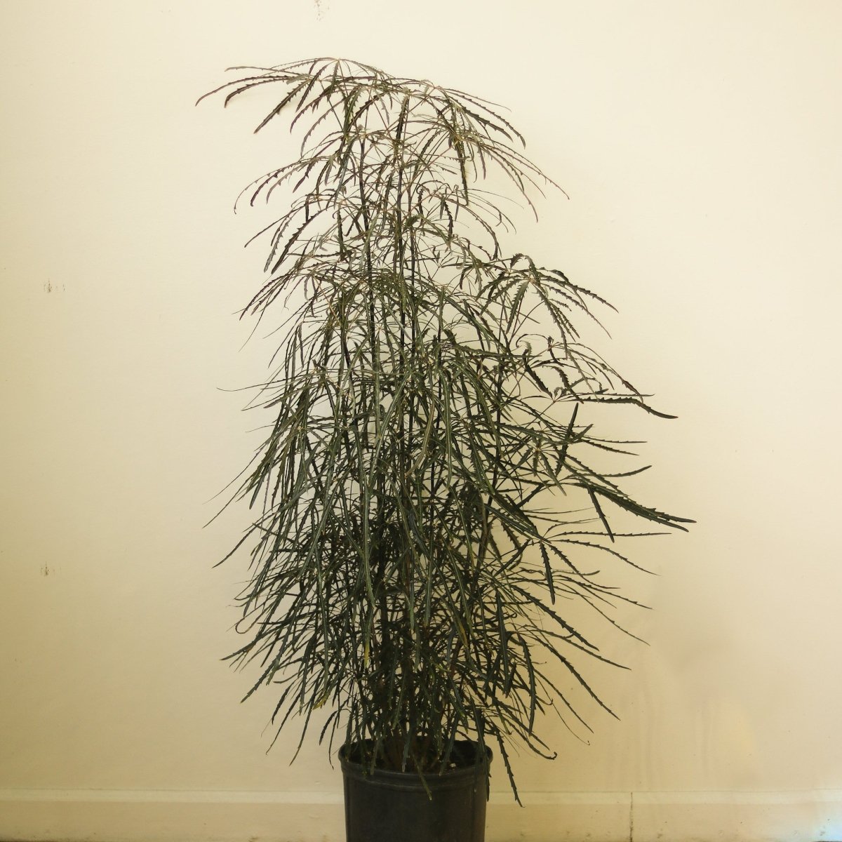false aralia indoor plant Dizygotheca Elegantissima Floor Plant – Ed's Plant Shop