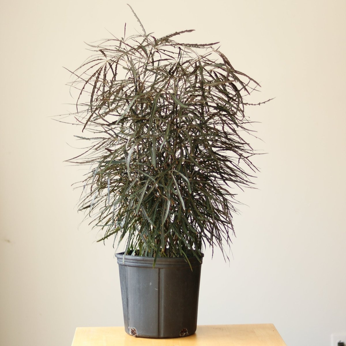 Dizygotheca Elegantissima 'False Aralia'