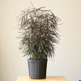 Dizygotheca Elegantissima 'False Aralia' - Ed's Plant Shop