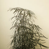 Dizygotheca Elegantissima 'False Aralia' Floor Plant - Ed's Plant Shop