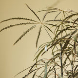 Dizygotheca Elegantissima 'False Aralia' Floor Plant - Ed's Plant Shop