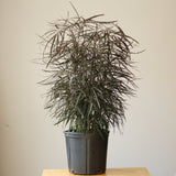 Dizygotheca Elegantissima 'False Aralia' Floor Plant - Ed's Plant Shop