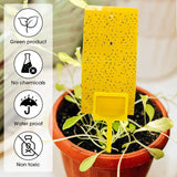 Double Sided Sticky Traps - Gnat Killer for Plants - 5 Pack - Ed's Plant Shop