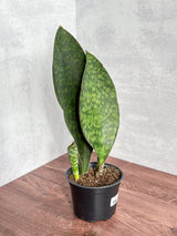 Dracaena Masoniana 'Whale Fin Snake Plant' - 4 Inch - Ed's Plant Shop