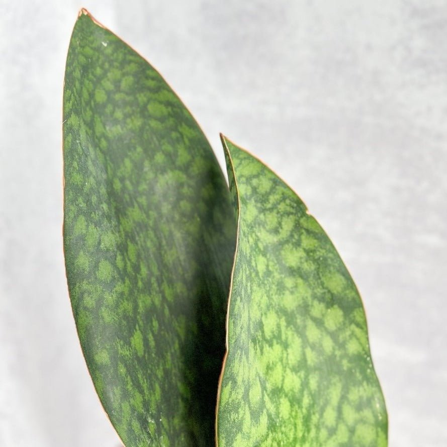 Dracaena Masoniana 'Whale Fin Snake Plant' - 4 Inch - Ed's Plant Shop