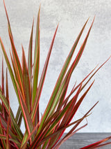 dracaena colorama plant Dracaena 'Colorama'