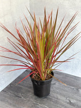 Dracena marginata 'Colorama' - Ed's Plant Shop