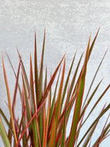 Dracena marginata 'Colorama' - Ed's Plant Shop