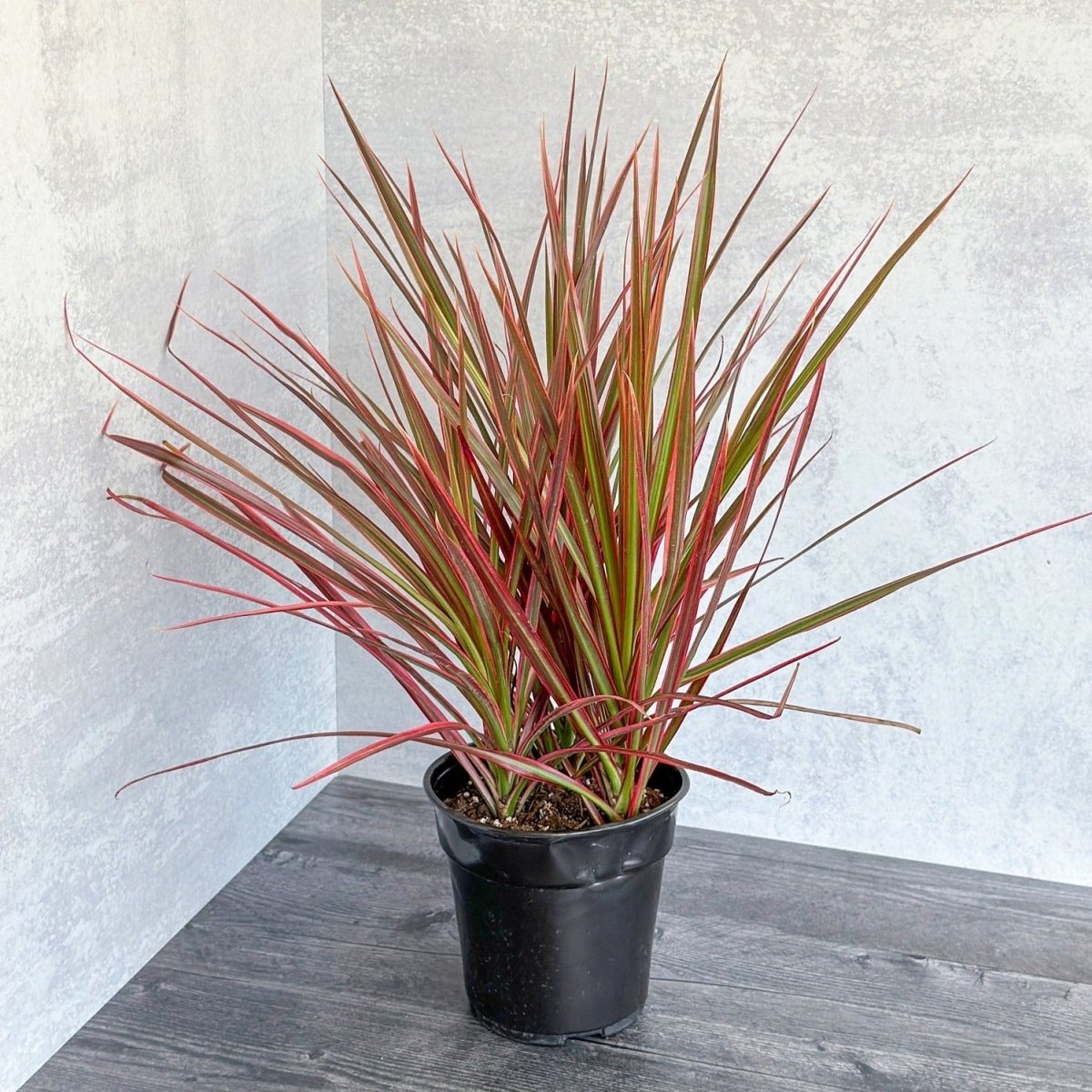dracaena marginata pink spider plant Dracaena marginata 'Colorama' (6")