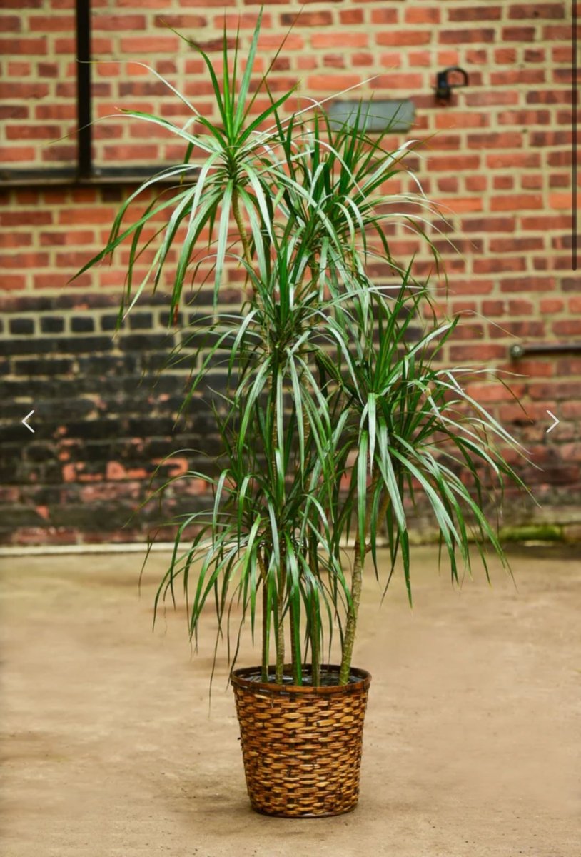 Ed's Plant Shop Dracena Marginata Tarzan Tree