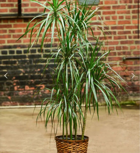 Dracena marginata - Tarzan Tree - Ed's Plant Shop