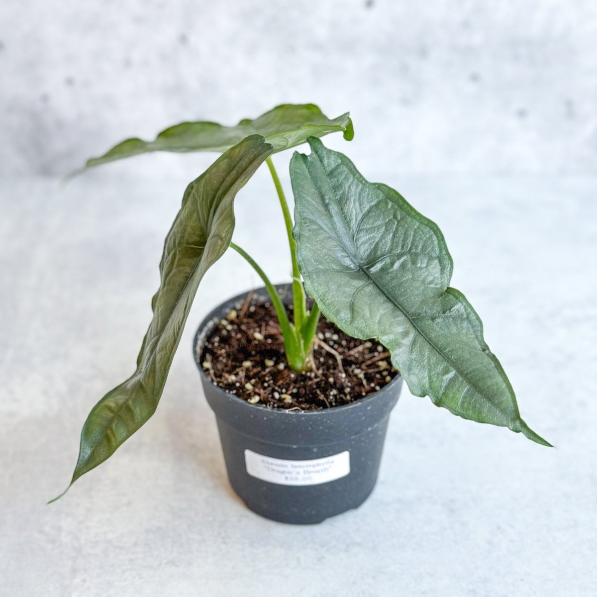 dragon's breath indoor plant Dragon’s Breath Alocasia