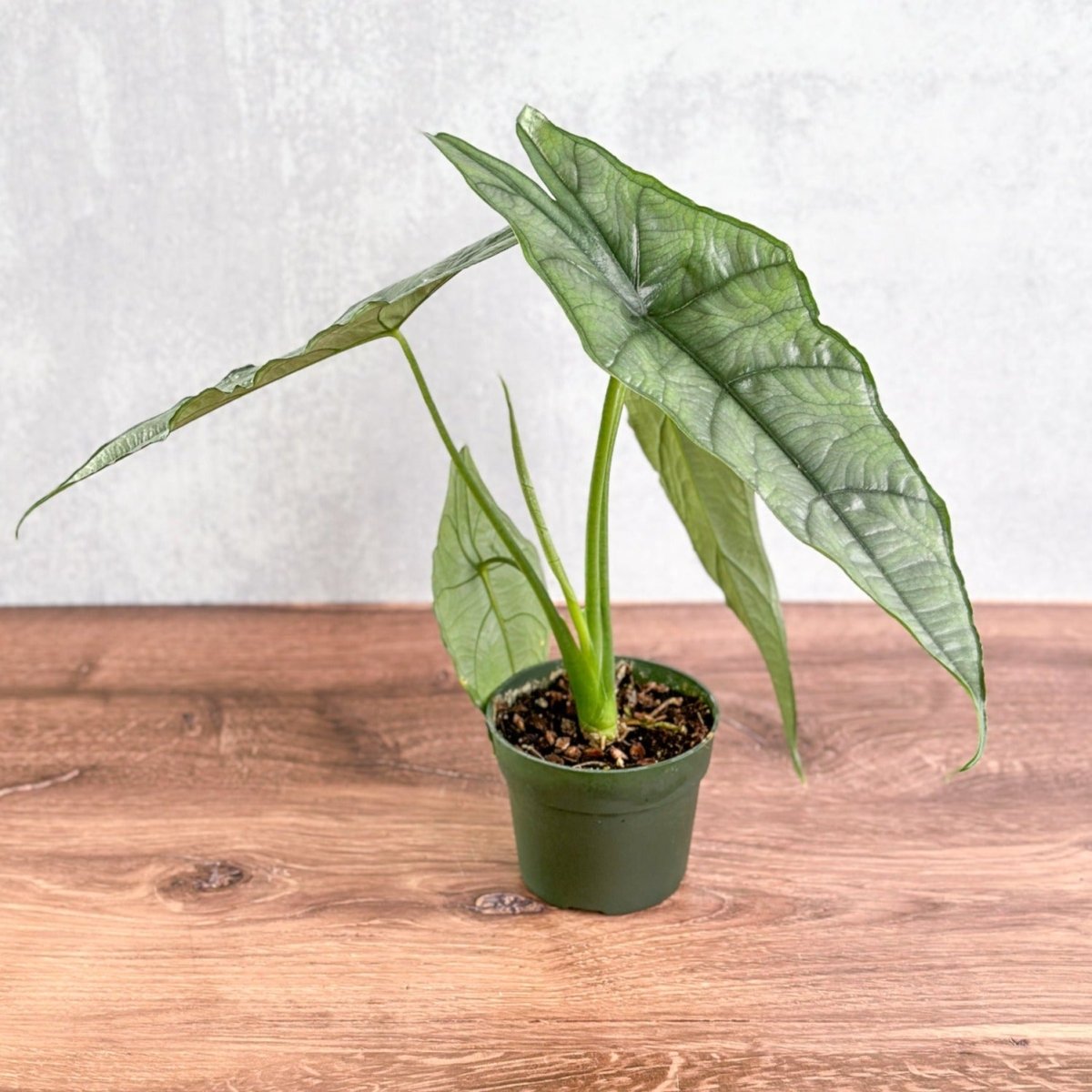 indoor plants alocasia Dragon’s Breath Alocasia