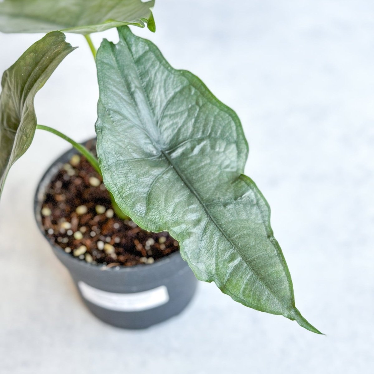 Dragon's Breath Alocasia | Rare Silvery Indoor Plant | Ed's Plant