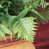 Dryopteris erythrosora - Autumn Fern - Various Sizes