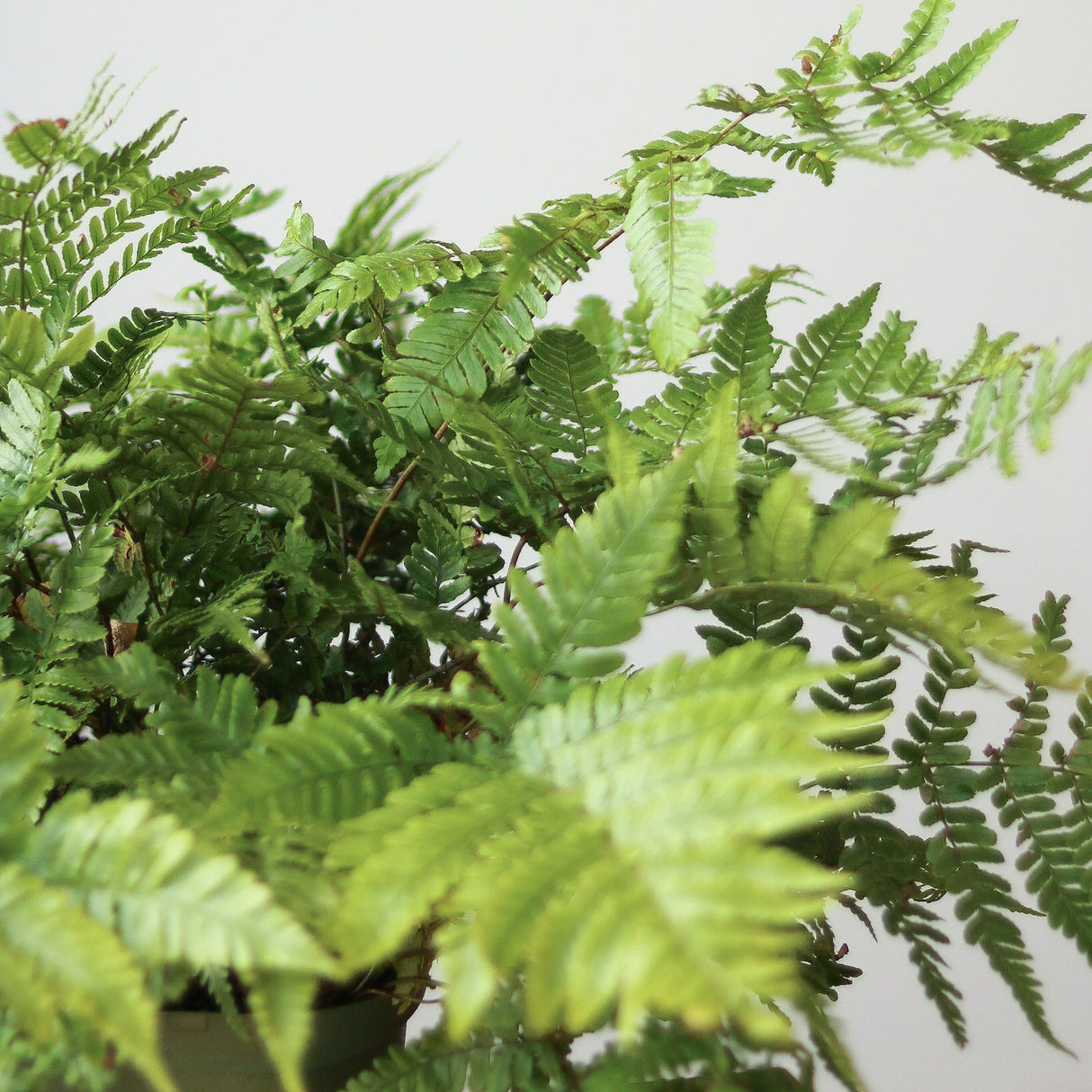 Dryopteris erythrosora - Autumn Fern - Various Sizes