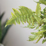 Dryopteris erythrosora - Autumn Fern - Various Sizes - Ed's Plant Shop