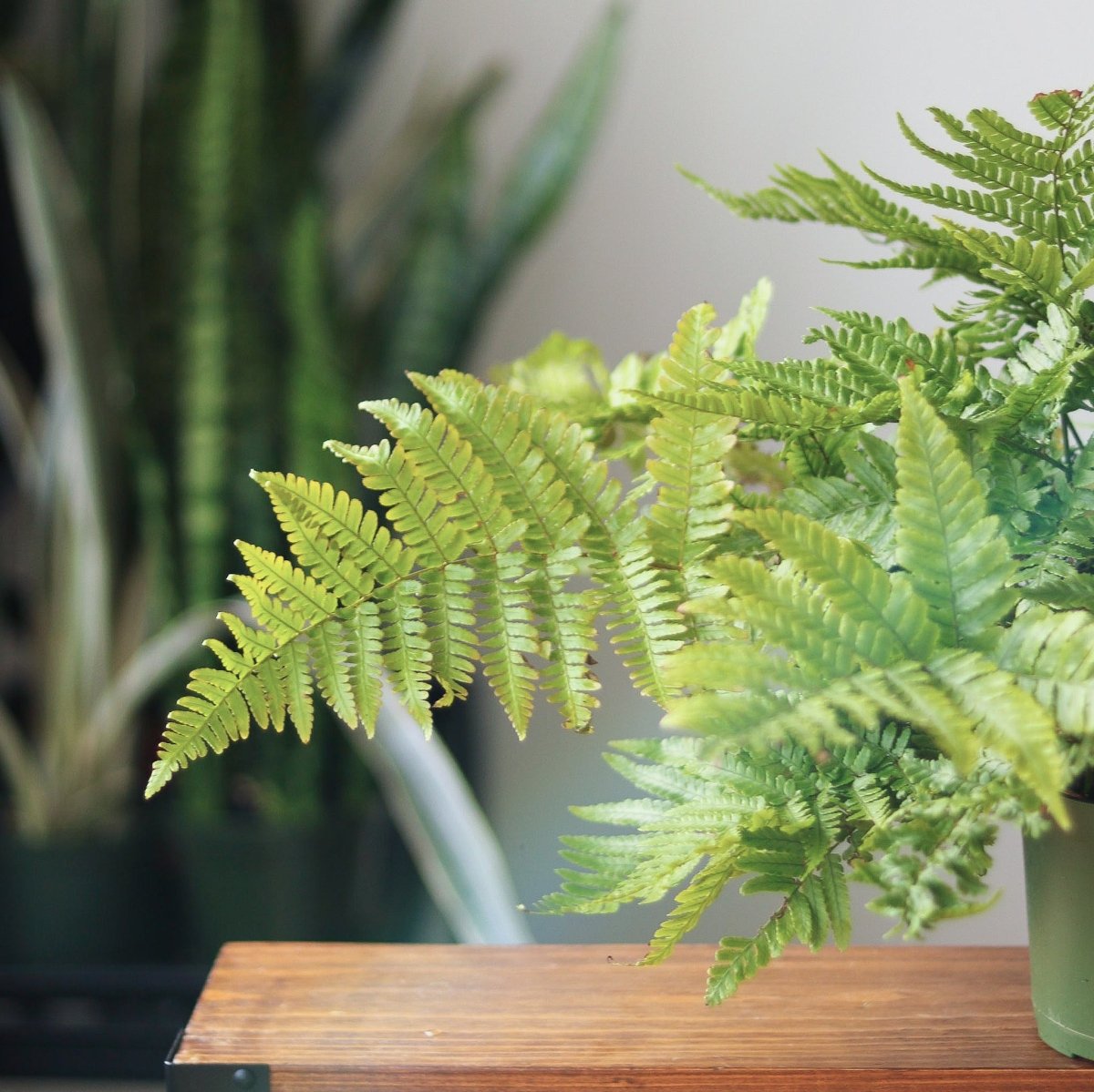 Dryopteris erythrosora - Autumn Fern - Various Sizes - Ed's Plant Shop